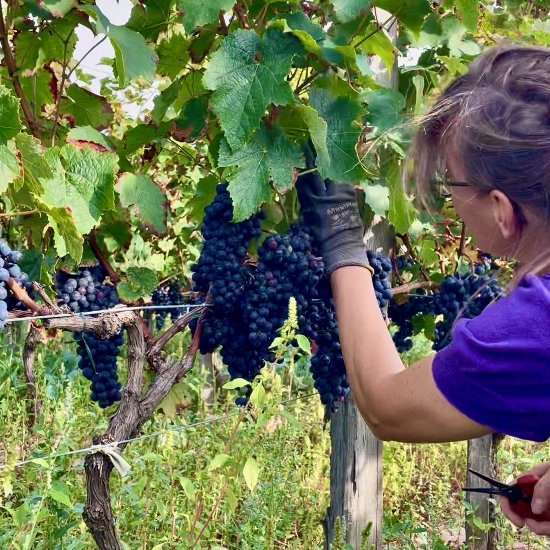 Photograph of Cabernet Franc grapes being harvest by hand