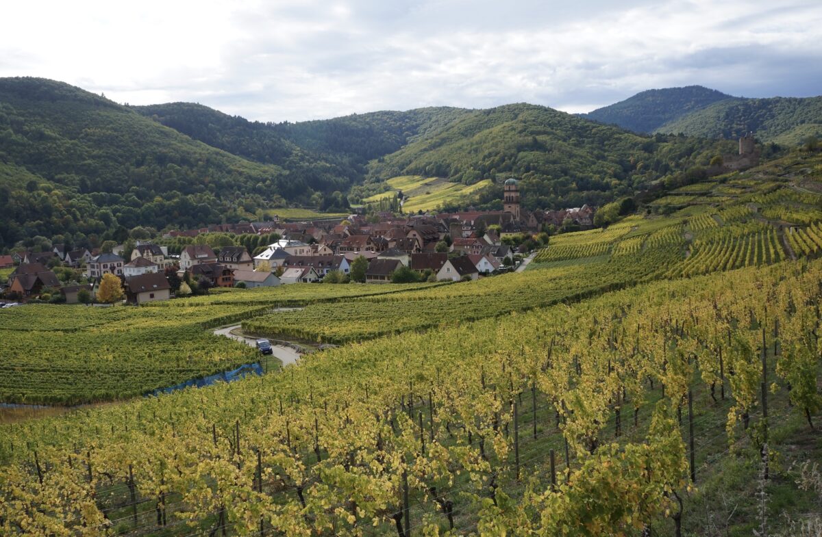 Picture of vineyards on sloping hills infront of a medieval village