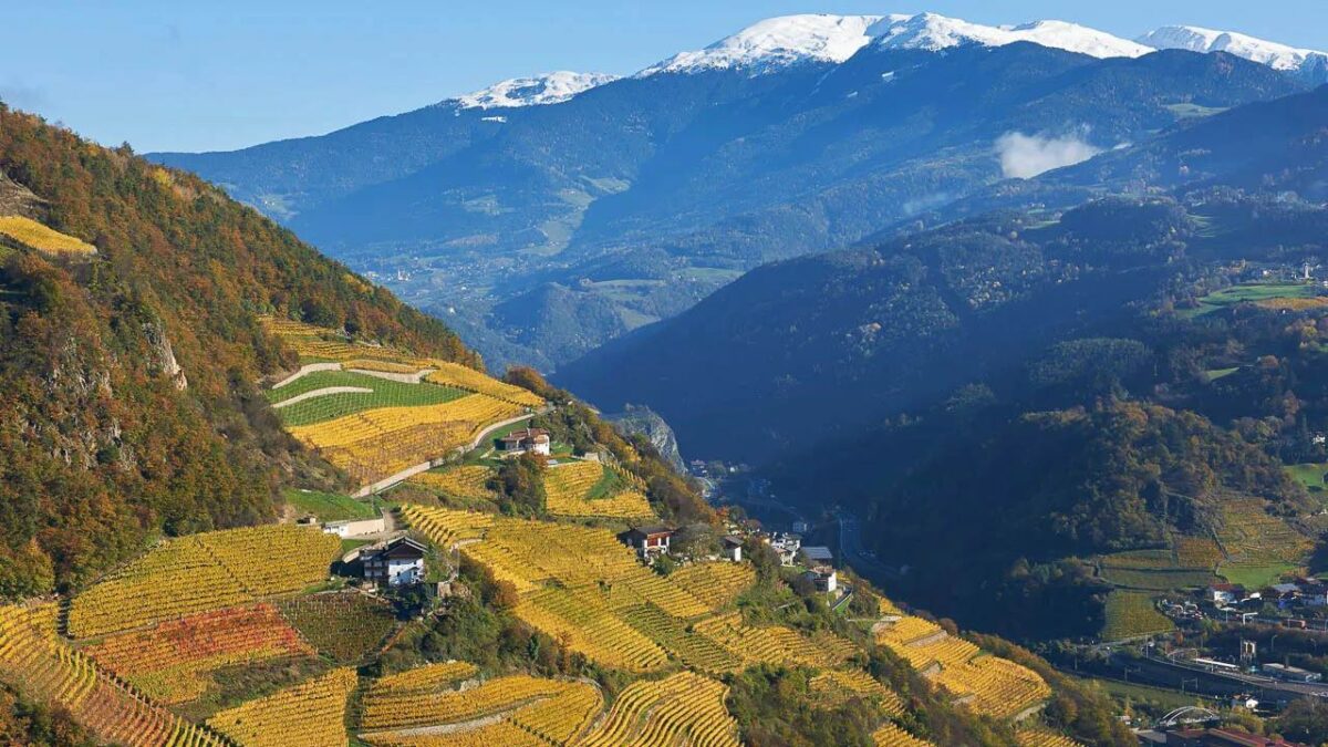 photograph of vineyards in autumn with the alps on the background 