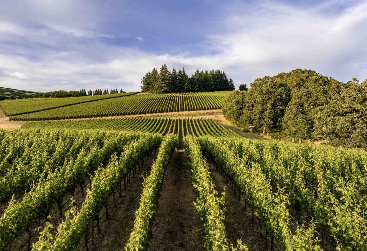 Photograph of vineyards in a row