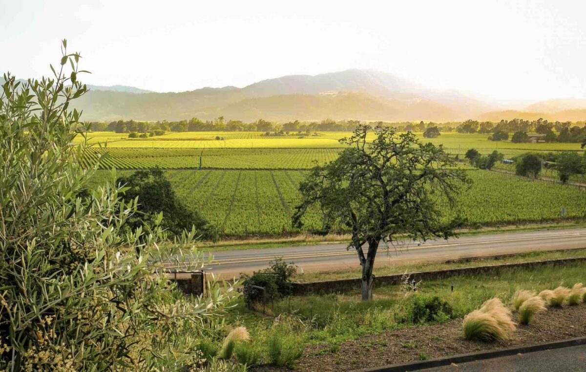 Photograph of a vineyard at sunset during spring