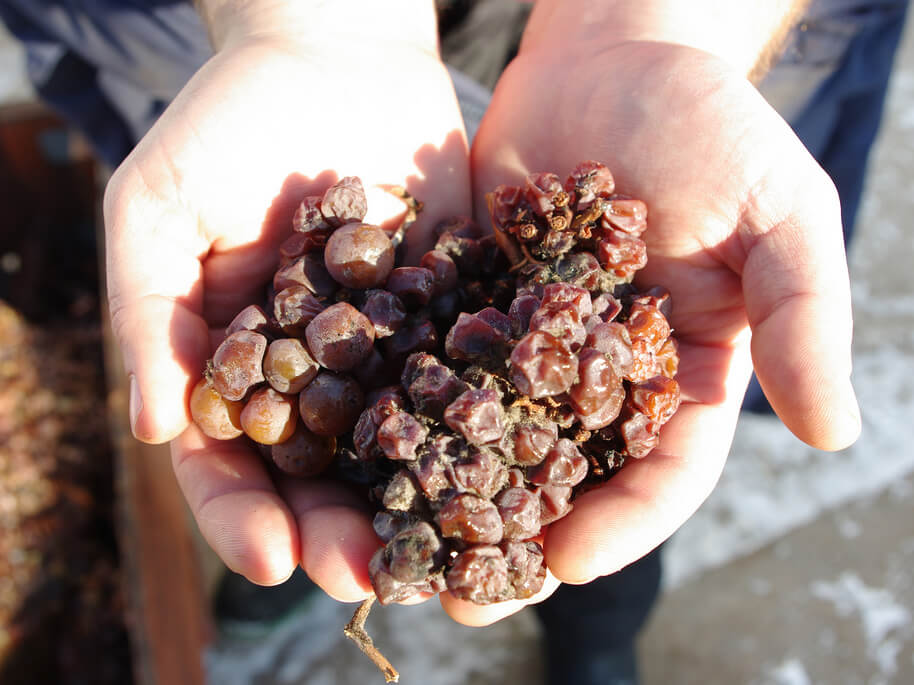 noble-rot-grapes-winefolly