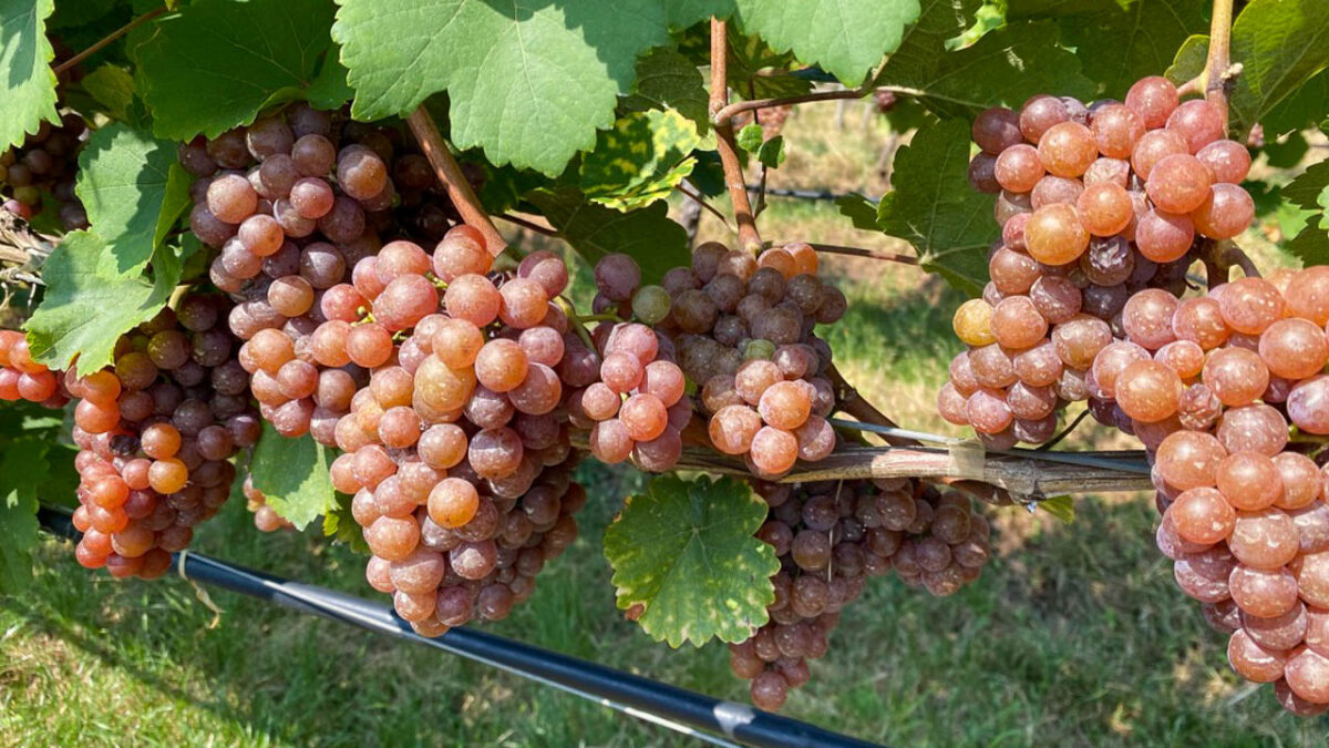 photograph of pink-skinned grapes on the vine