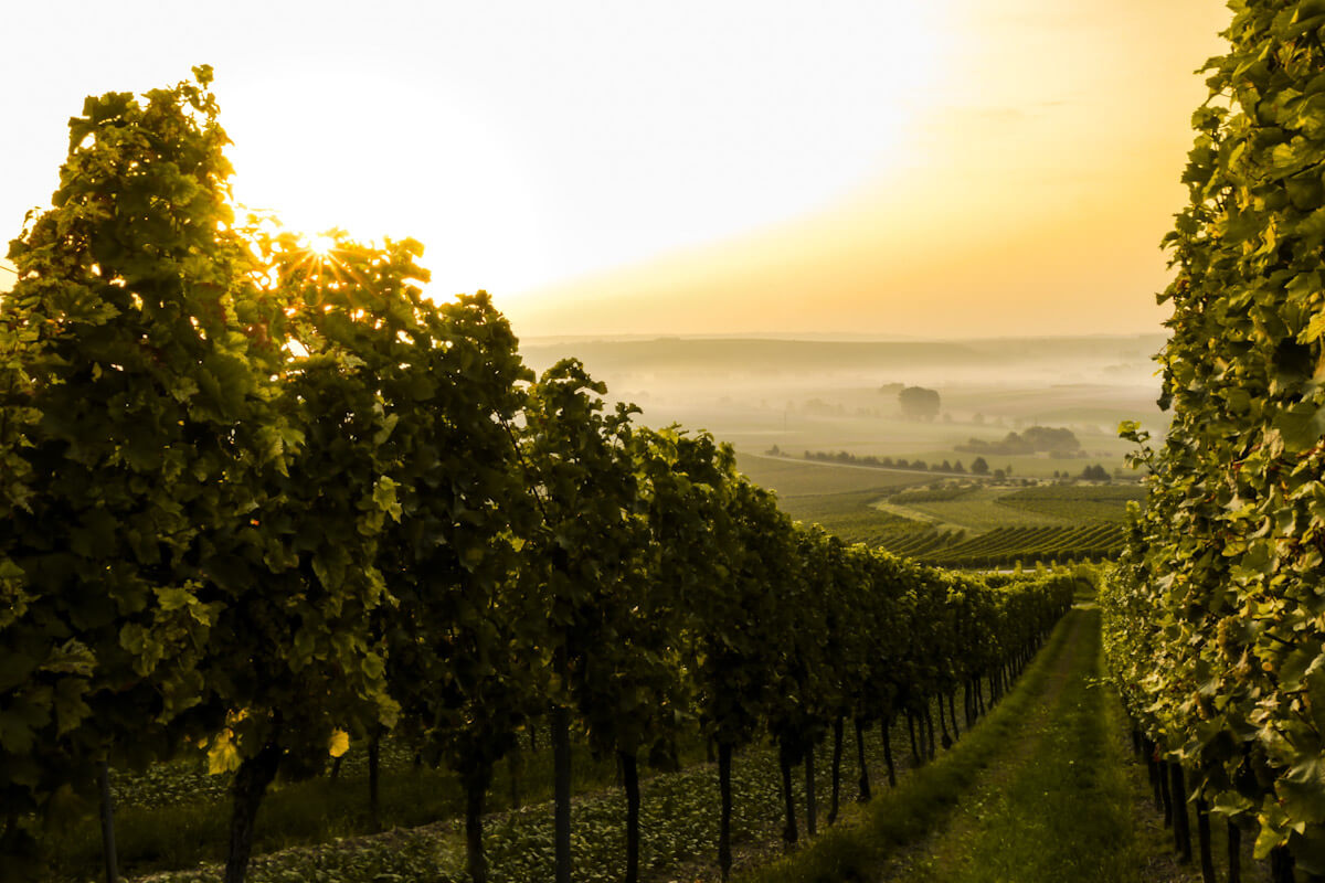 A vineyard during sunrise. Photo by Sven Wilhelm.