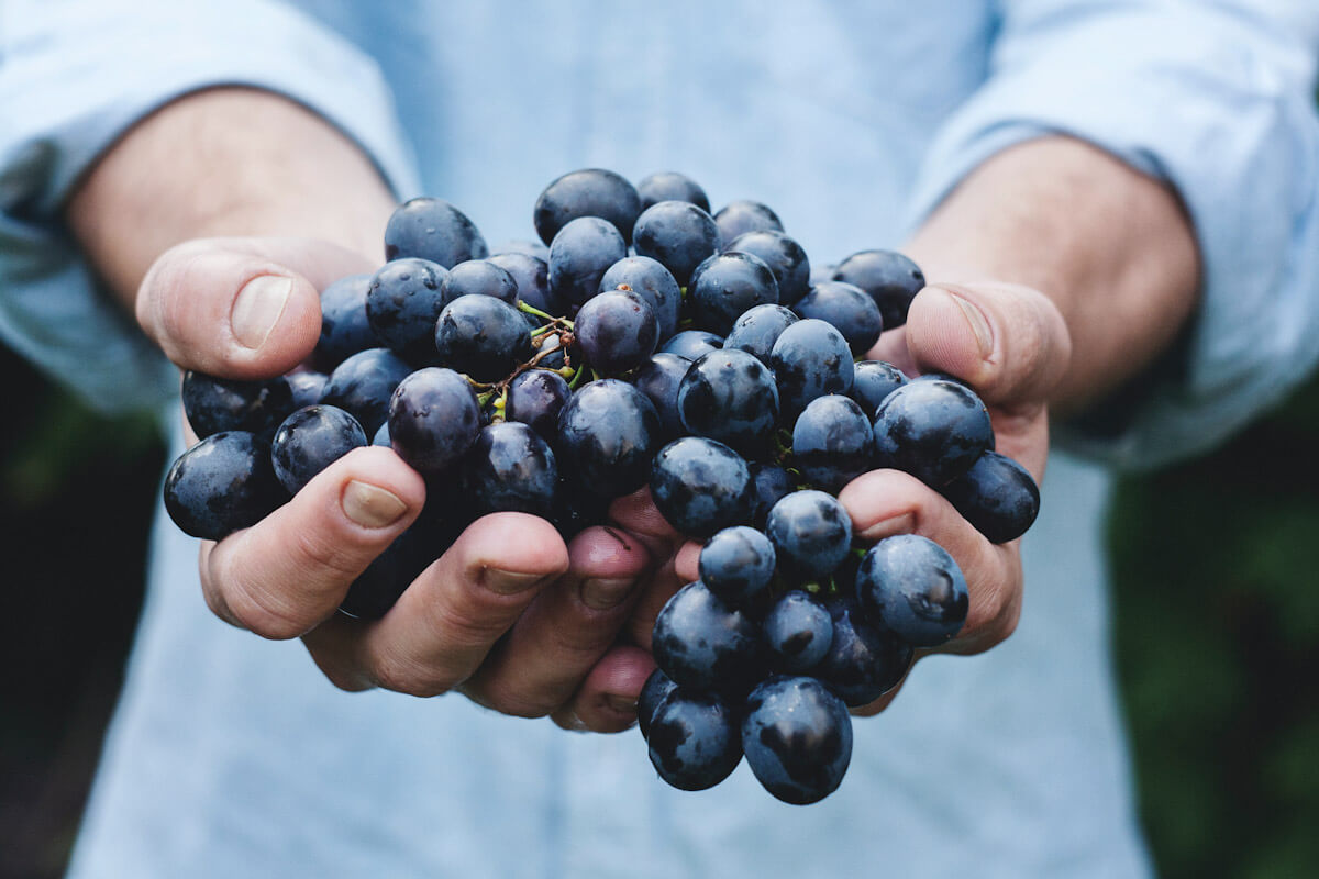 Hands holding a bunch of red grapes. Photo by M. Petric.