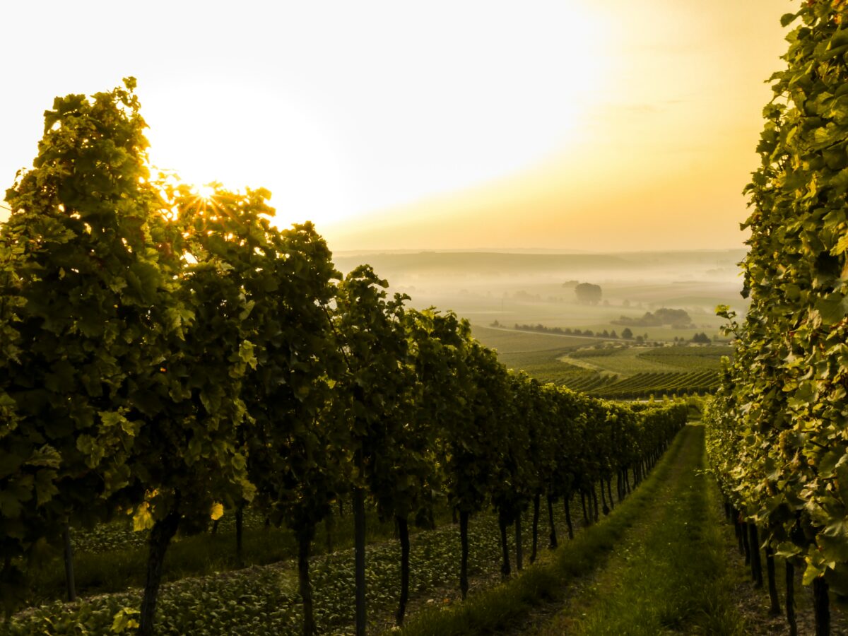 Vineyard of sloping vineyard at sunset