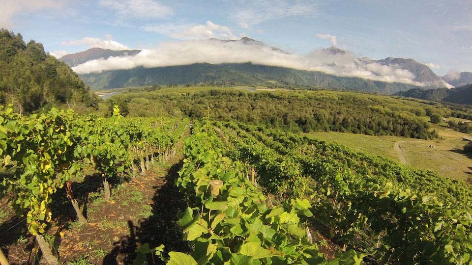 vineyards-southern-chile-villa-senor-wines