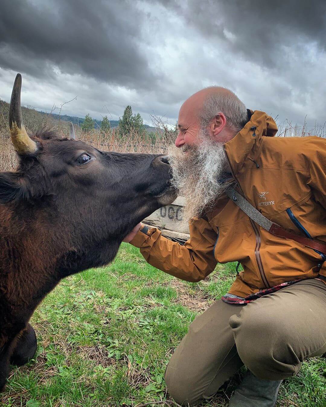 A man kissing a bull near a vineyard.