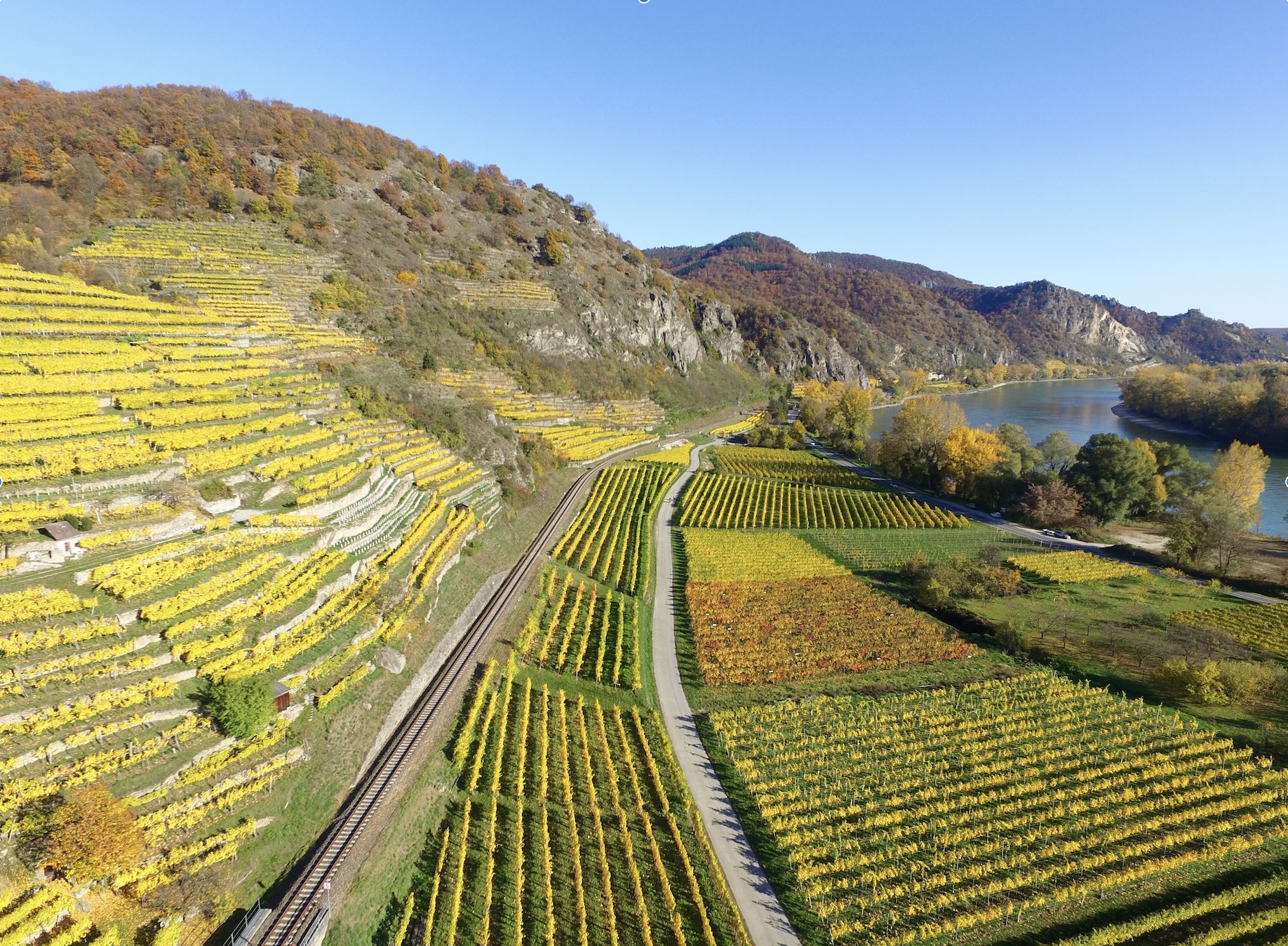 Terraced Vineyards in the Autumn that are green and colden