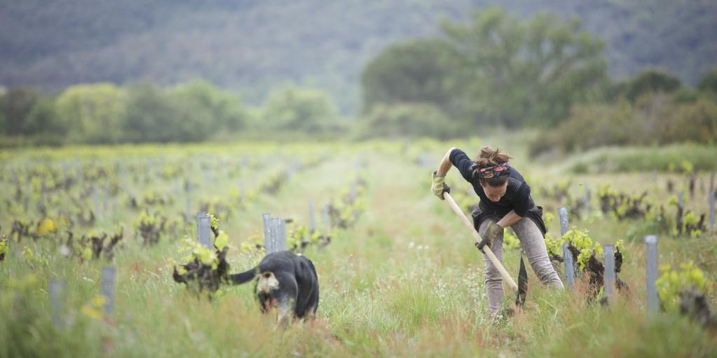 A woman and a dog working the vineyards in Wine Calling