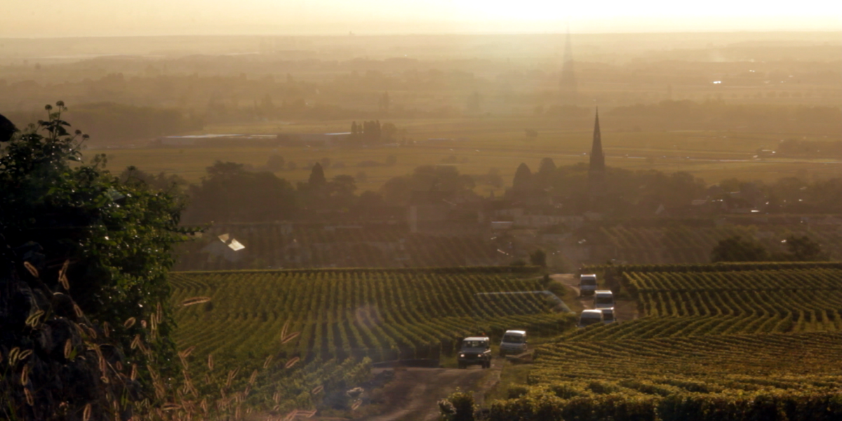 A vineyard in Burgundy.