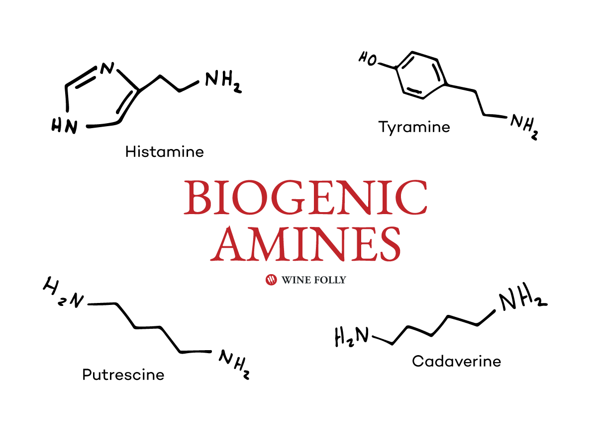 biogenic-amines-chemical-compounds-graphic-winefolly