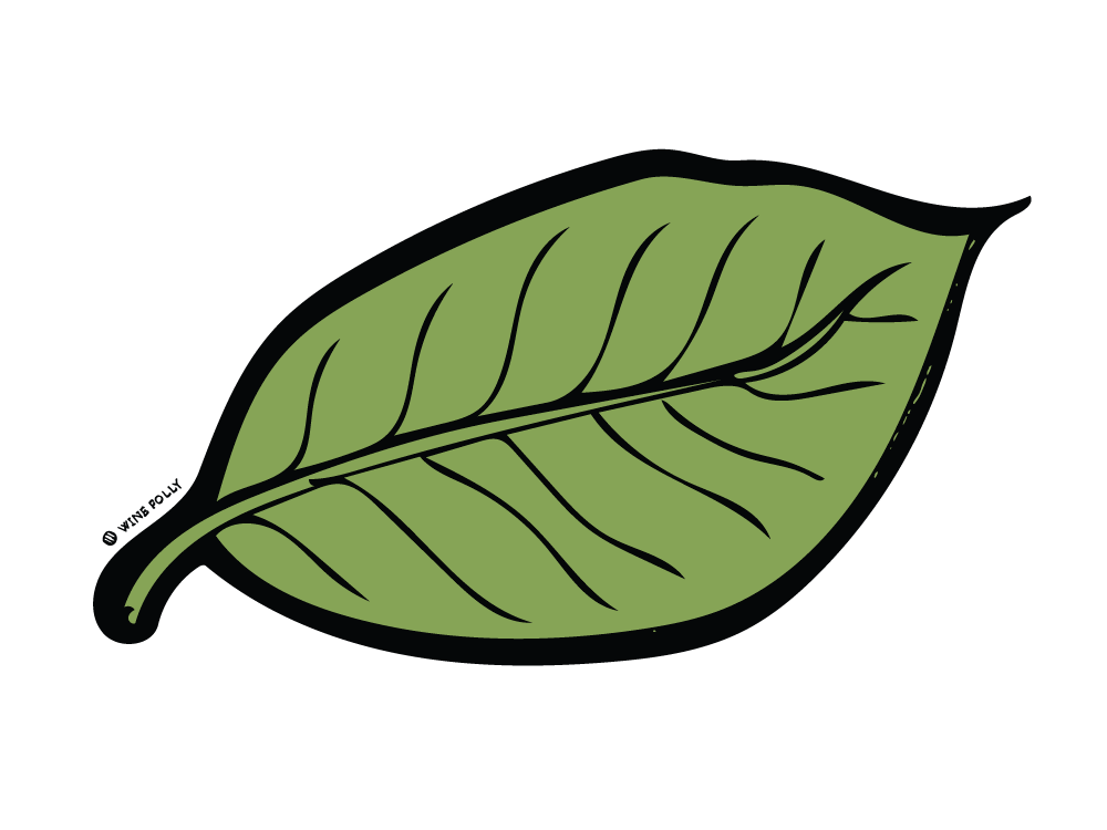 dried-green-leaf-illustration-winefolly