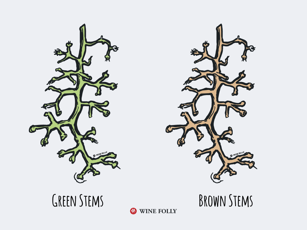 green-stems-brown-stems-wine-folly