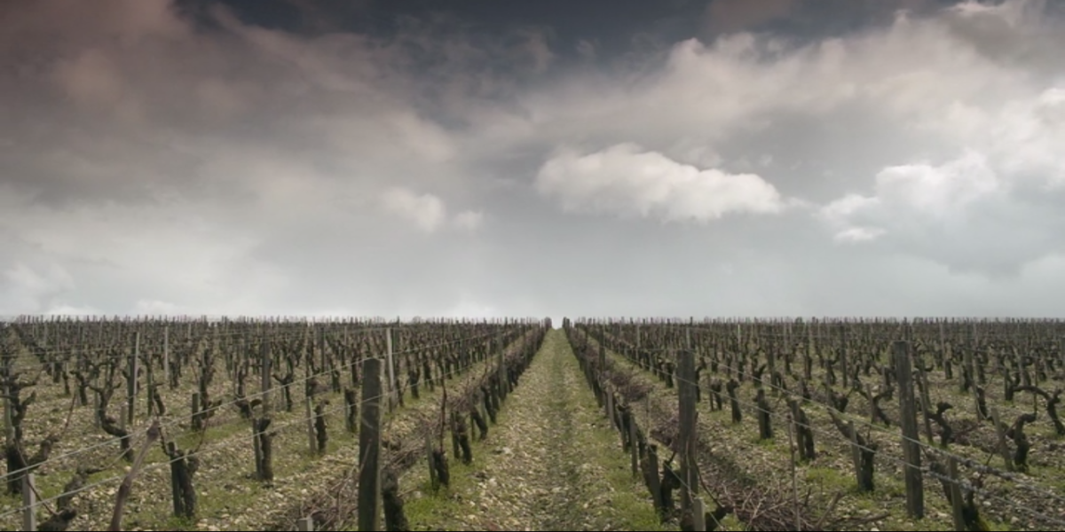 A Chinese vineyard in Red Obsession wine movie.