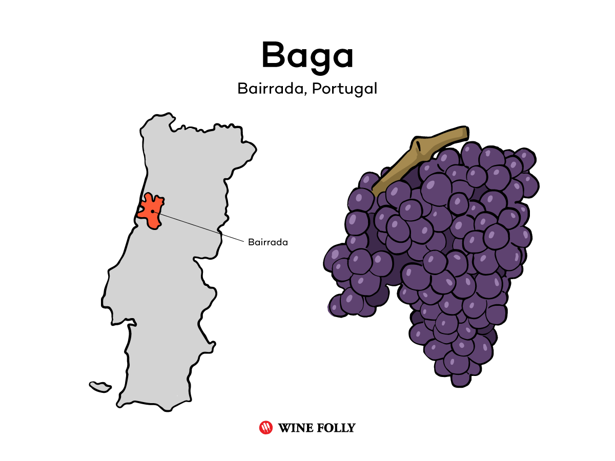 Illustration of Baga wine and region