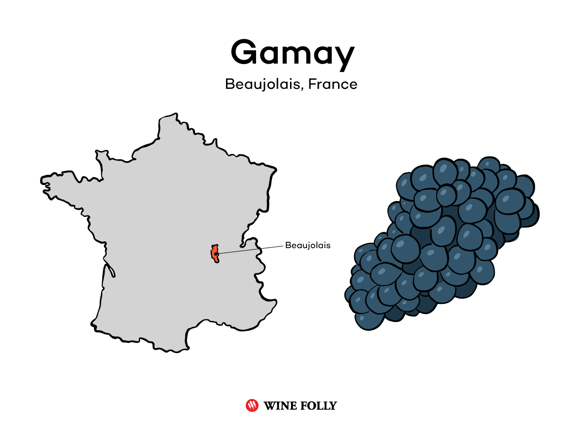 Gamay wine grapes and region illustration
