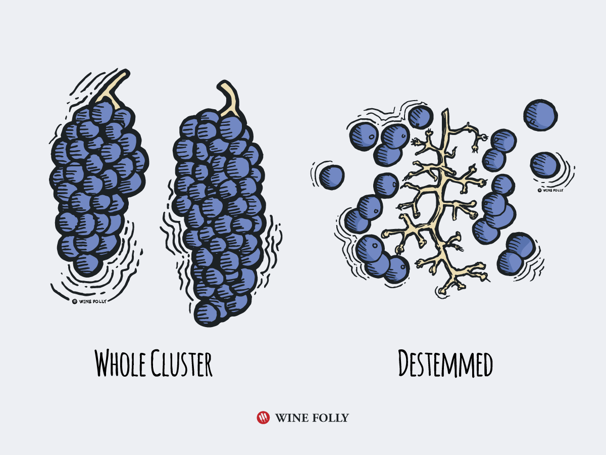 Whole Cluster Fermentation destemmed illustration by Wine Folly