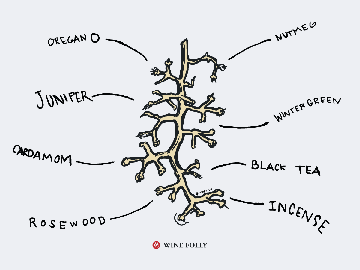 Whole cluster stemmy flavors in wine - illustration by Wine Folly